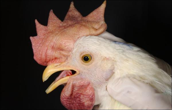 Newcastle Disease confirmed in poultry population in Malta Newcastle Disease confirmed in poultry population in Malta
